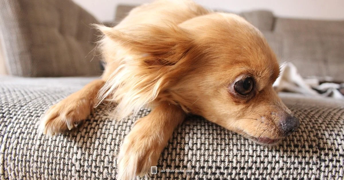 Pets and Clean Air - Air Filter Zone