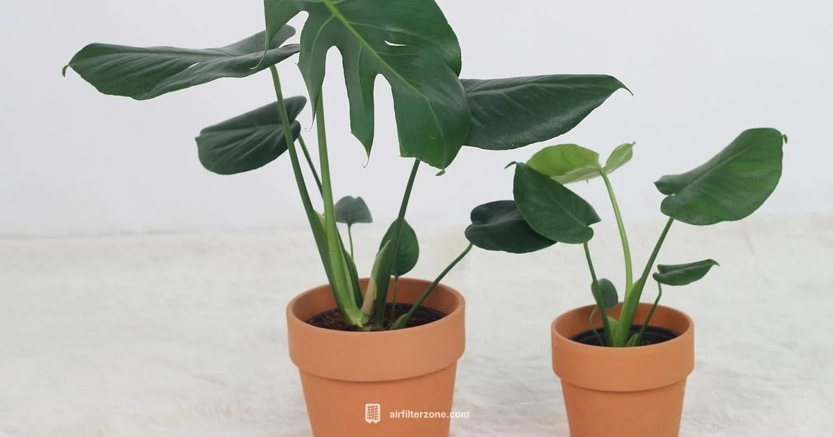 Pollen Filter Guide - Air Filter Zone