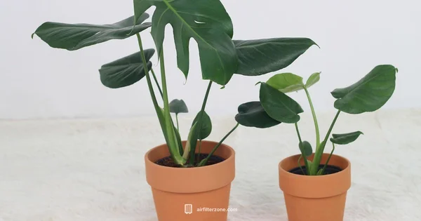 Pollen Filter Guide - Air Filter Zone