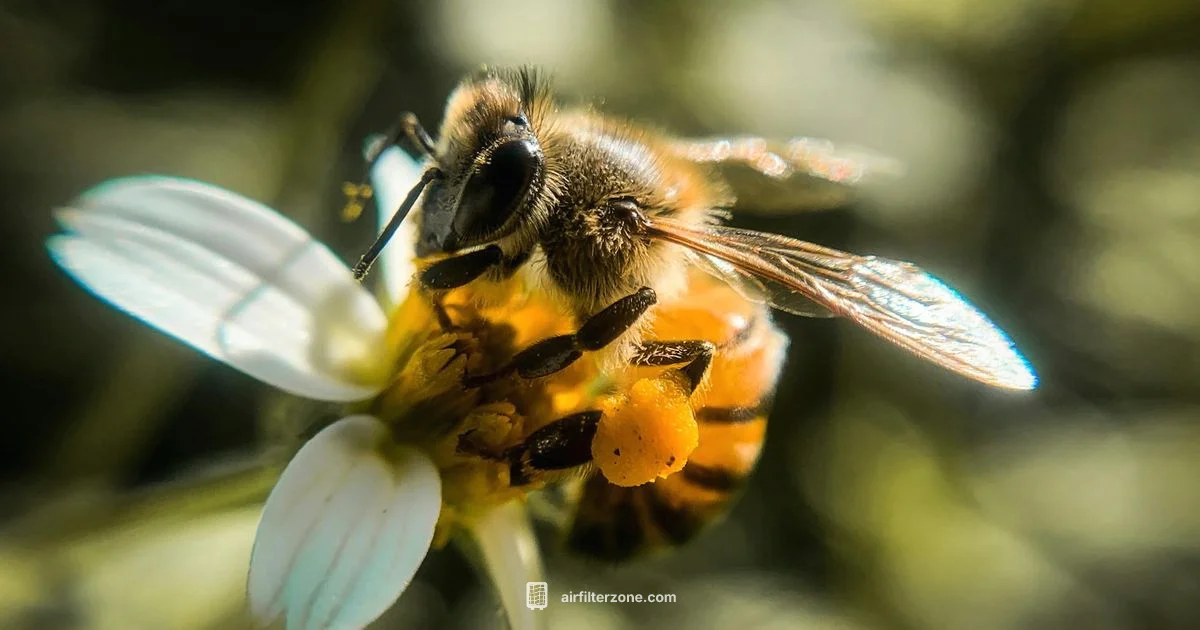 Pollen Filter Basics - Air Filter Zone