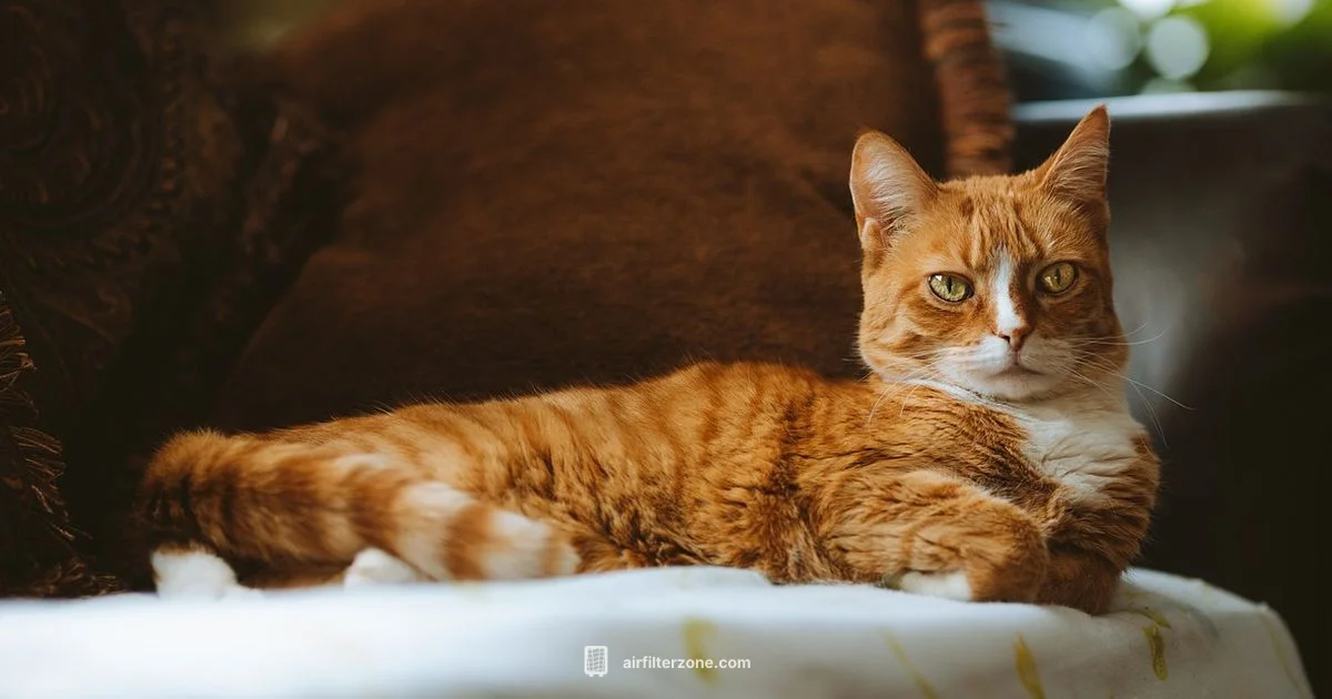 HEPA for Cats - Air Filter Zone