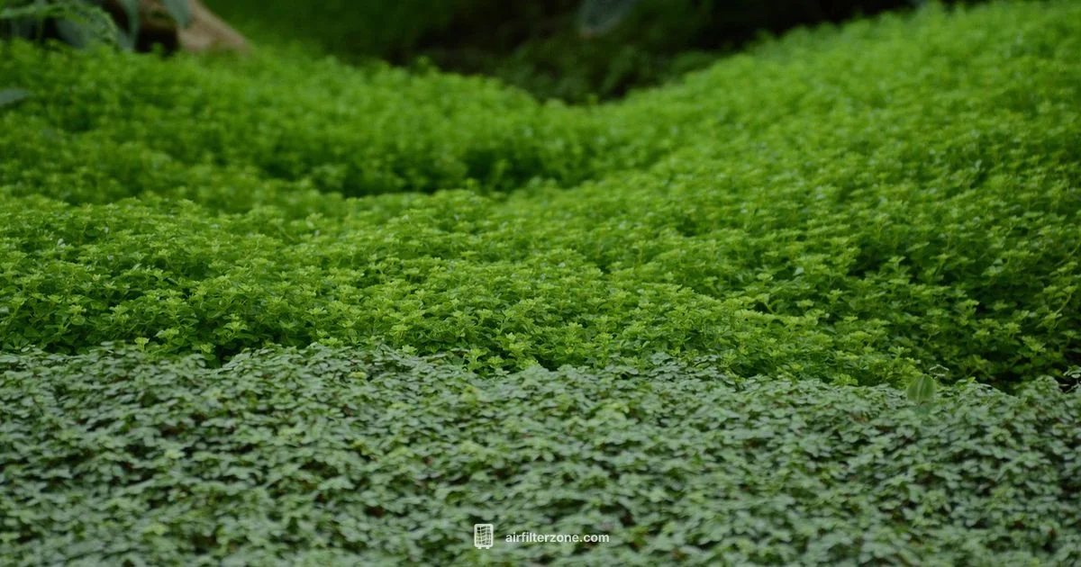 Fridge Filter Guide - Air Filter Zone