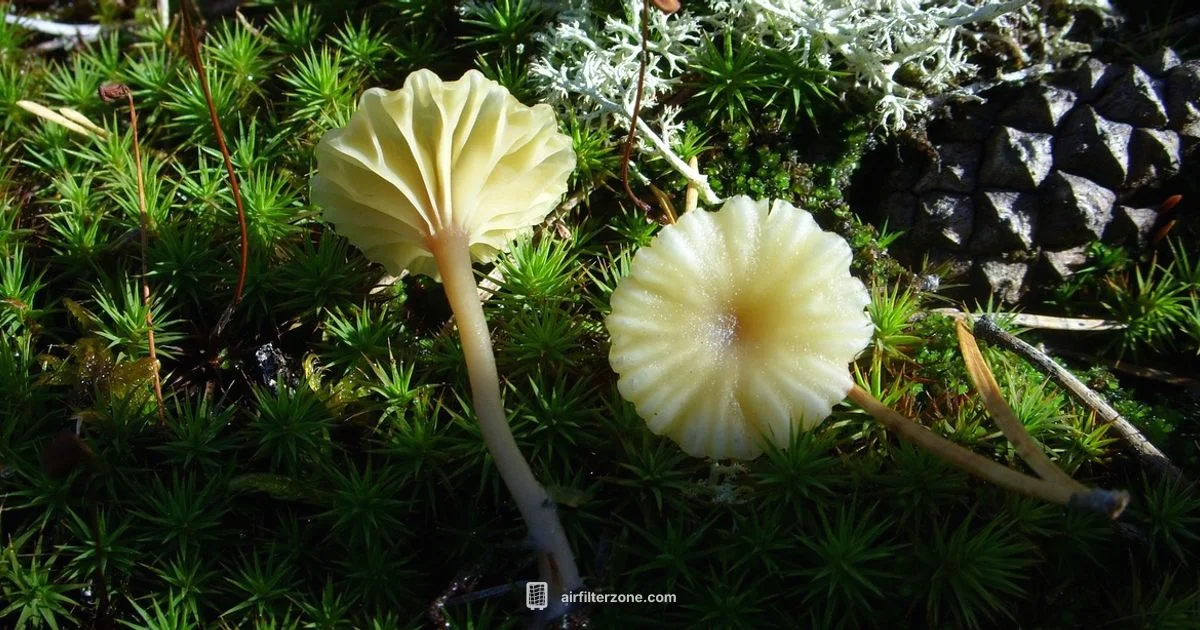 Mushroom vs Cone - Air Filter Zone