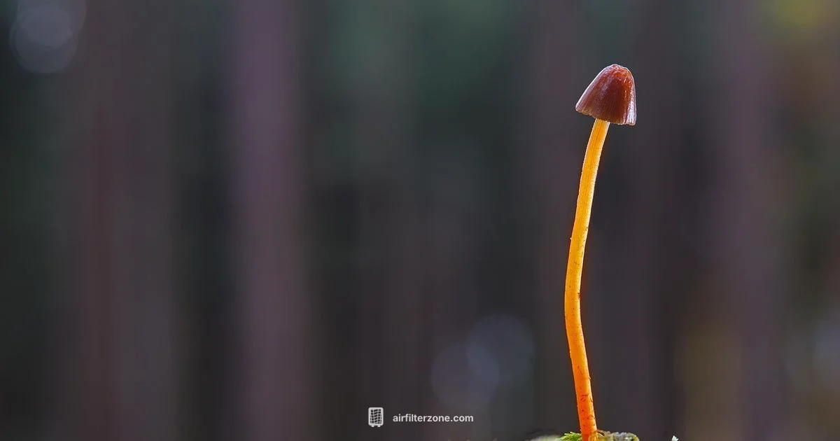 Mushroom Air Filter Guide - Air Filter Zone