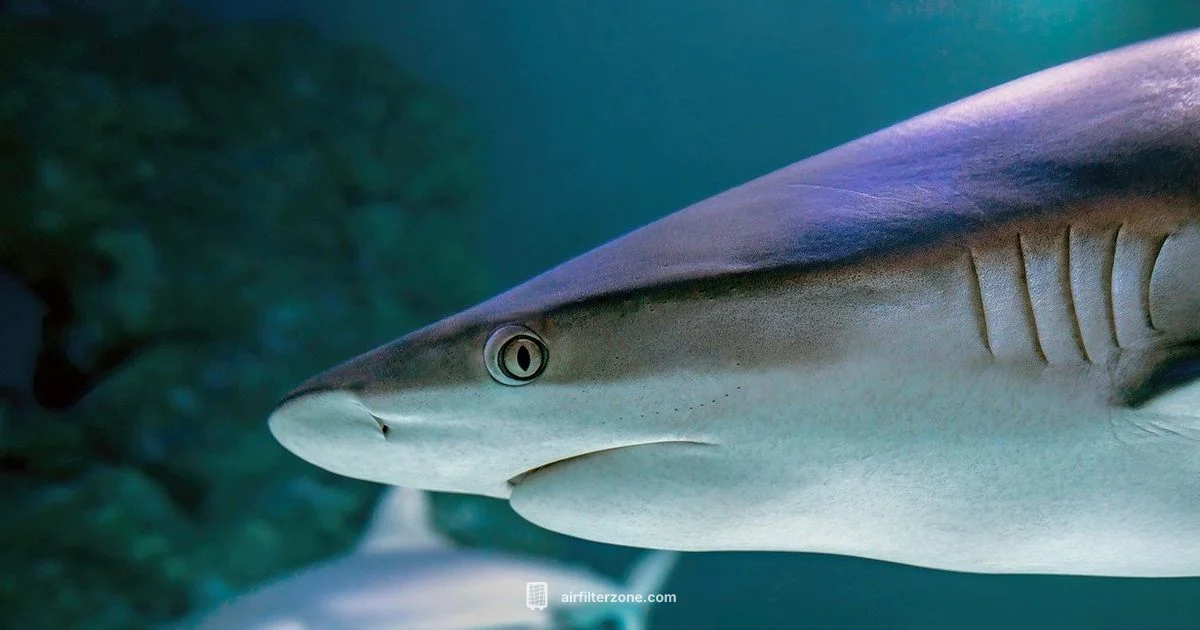 Shark Air Purifier - Air Filter Zone