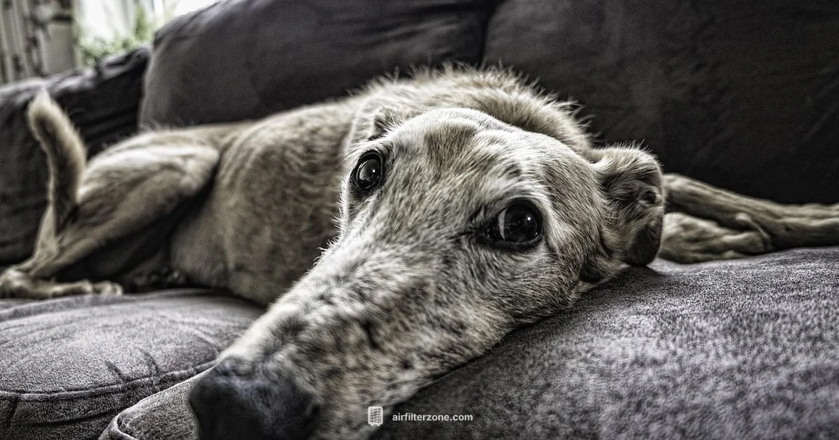 Pet Friendly Purifiers Pet Friendly Purifiers - Air Filter Zone