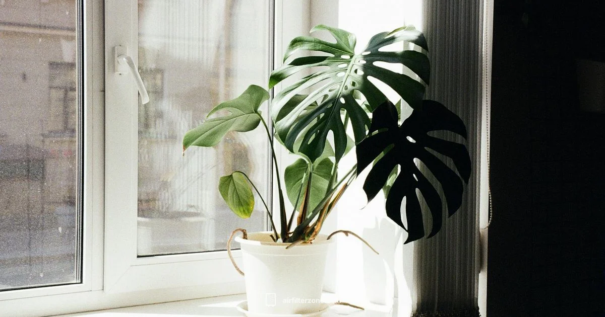 Clean Air at Home Clean Air at Home - Air Filter Zone