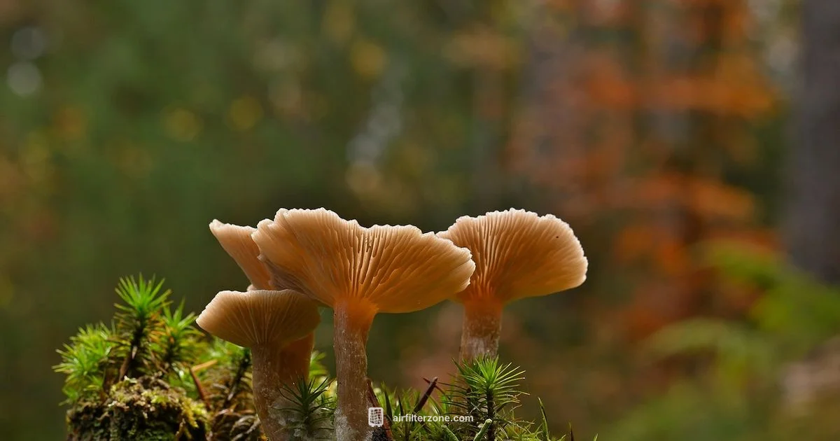 Air Filter Mushroom - Air Filter Zone