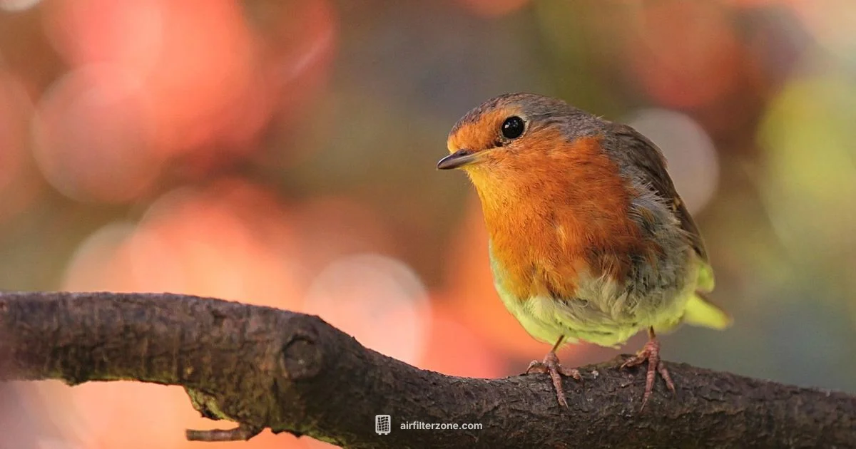 Bird Friendly Purifiers Bird Friendly Purifiers - Air Filter Zone