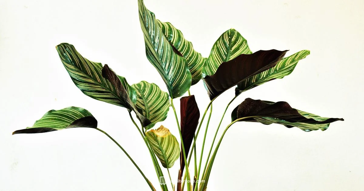 Air Filter Plants - Air Filter Zone