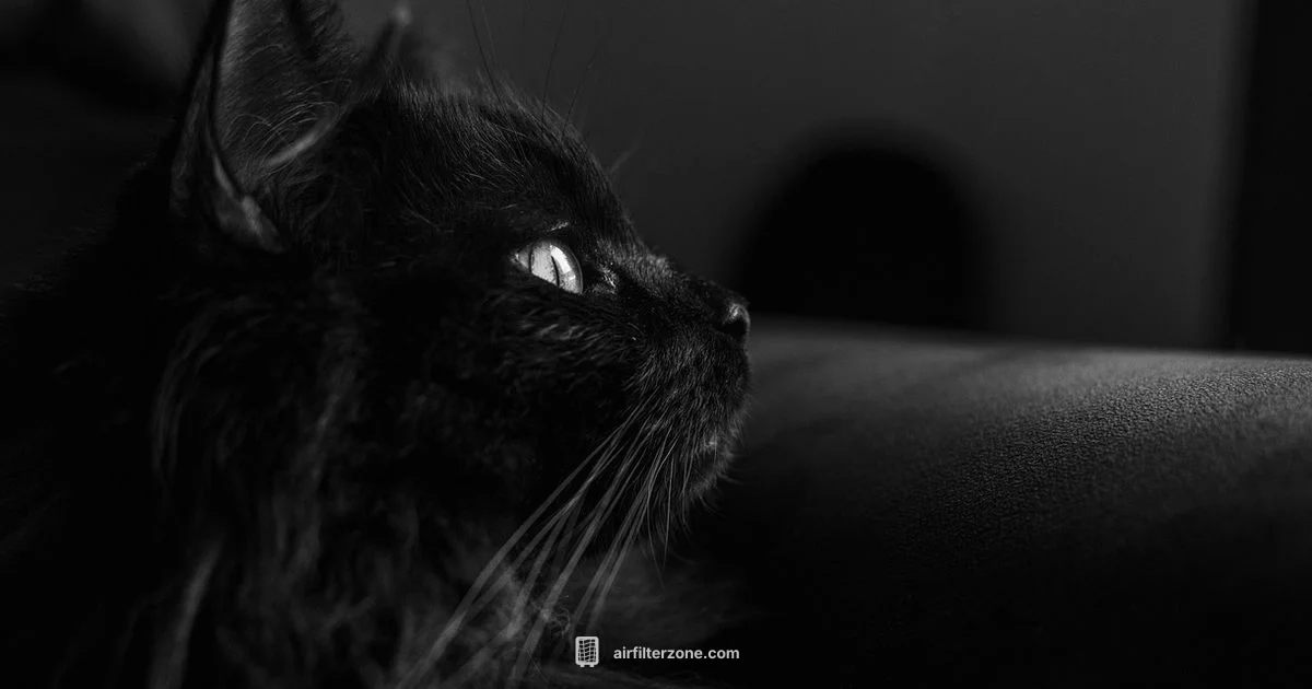 Cat Air Purifier Guide - Air Filter Zone