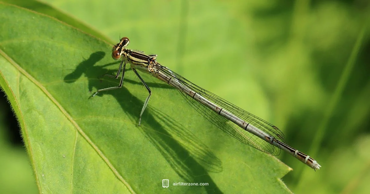 Good Air Filter Good Air Filter - Air Filter Zone
