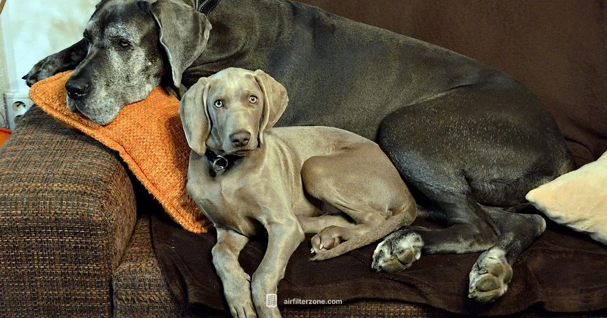 Pet Odor Purifier - Air Filter Zone